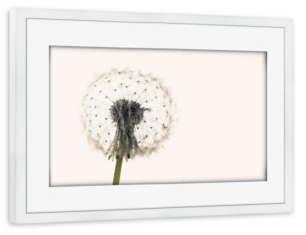 Poster mit Rahmen weiß "Eine Pusteblume" artboxONE - Natur,Floral - Löwenzahn,Pusteblume,Blume,Samen,Blüte