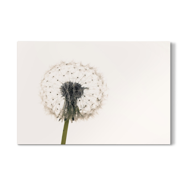 Galerie-Print "Eine Pusteblume" 30x20 cm artboxONE