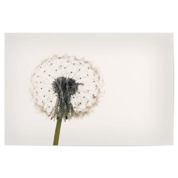 Poster 30x20 cm "Eine Pusteblume" artboxONE - Natur,Floral - Löwenzahn,Pusteblume,Blume,Samen,Blüte