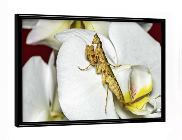 Poster mit schwarzem Rahmen "Die Asiatische Blütenmantis" artboxONE - Tiere
