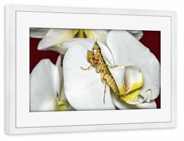 Poster mit Rahmen weiß "Die Asiatische Blütenmantis" artboxONE - Tiere