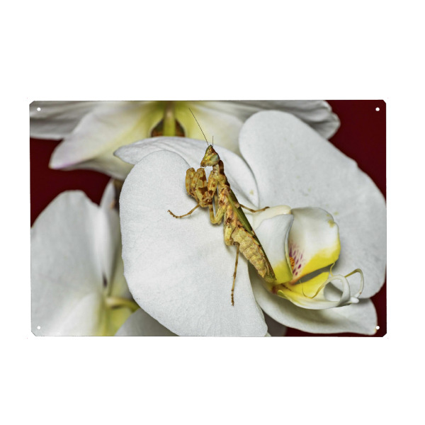 Holzbild "Die Asiatische Blütenmantis" artboxONE - Tiere - Gottesanbeterin,Blütenmantis,Asiatische blütenmantis,Fangschrecke,Mantis,Mantide,Insekt