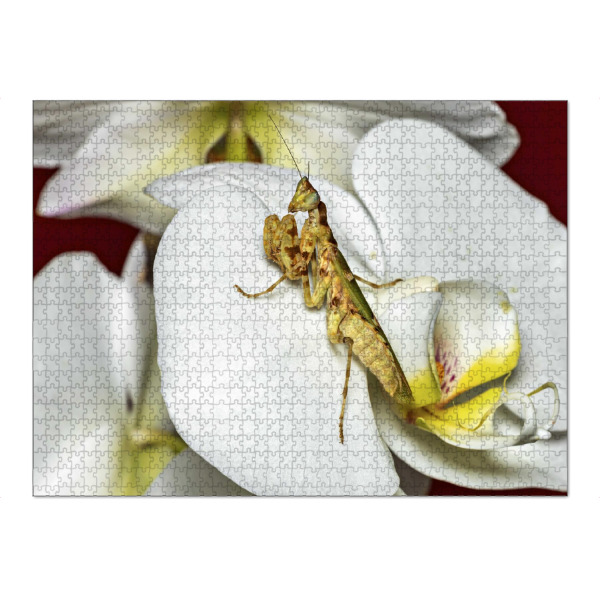 Puzzle Ravensburger "Die Asiatische Blütenmantis" artboxONE - Tiere
