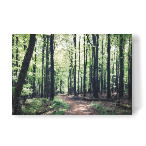 Forest walk Forest walk