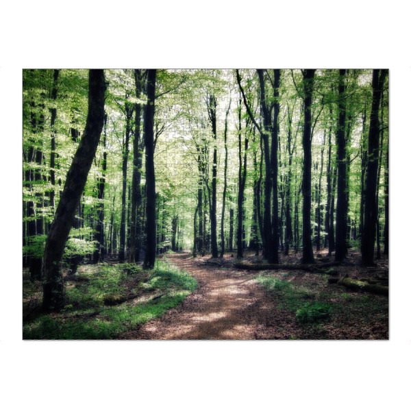 Puzzle Ravensburger "Wald Spaziergang" artboxONE - Natur,Reise,Floral