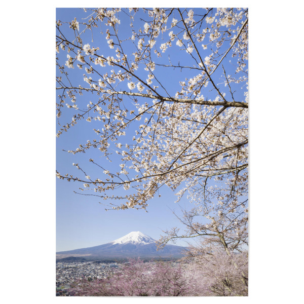 Poster 30x20 cm "Bezaubernder Fuji bei Kirschblüte" artboxONE - Natur,Reise / Asien