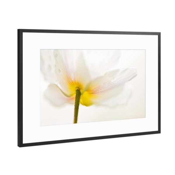 Poster mit Rahmen Schwarz (Metallic) "Erste Blüten" artboxONE - Natur,Floral - Frühblüher,Wald,Buschwindröschen,Blick von unten