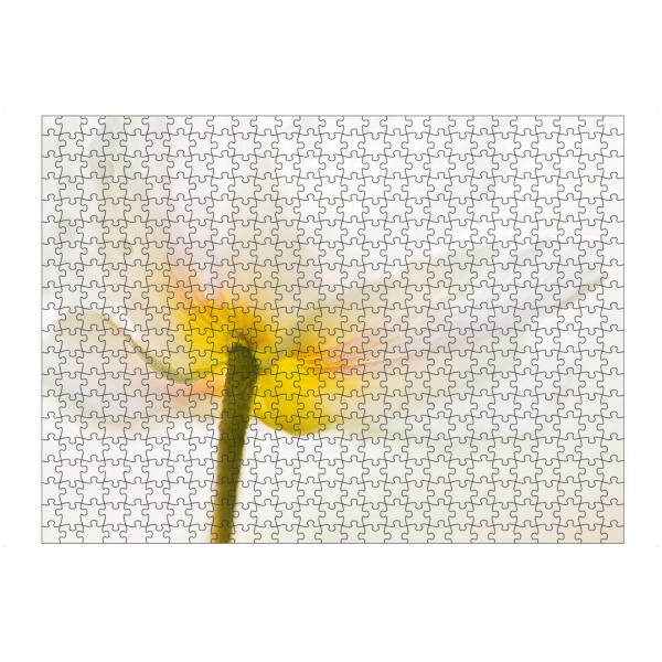 Puzzle Ravensburger "Erste Blüten" artboxONE - Natur,Floral - Frühblüher,Wald,Buschwindröschen,Blick von unten - Bild frühblüher