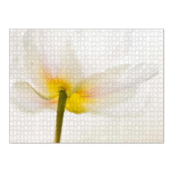 Puzzle Ravensburger "Erste Blüten" artboxONE - Natur,Floral - Frühblüher,Wald,Buschwindröschen,Blick von unten - Bild frühblüher