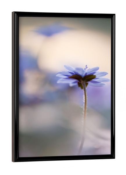 Poster mit schwarzem Rahmen "Eine von vielen" artboxONE - Floral - Frühling,Frühlingsblüher,Gruppe,Hepatica,Leberblümchen