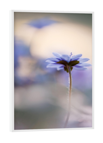 Poster mit weißem Rahmen "Eine von vielen" artboxONE - Floral - Frühling,Frühlingsblüher,Gruppe,Hepatica,Leberblümchen