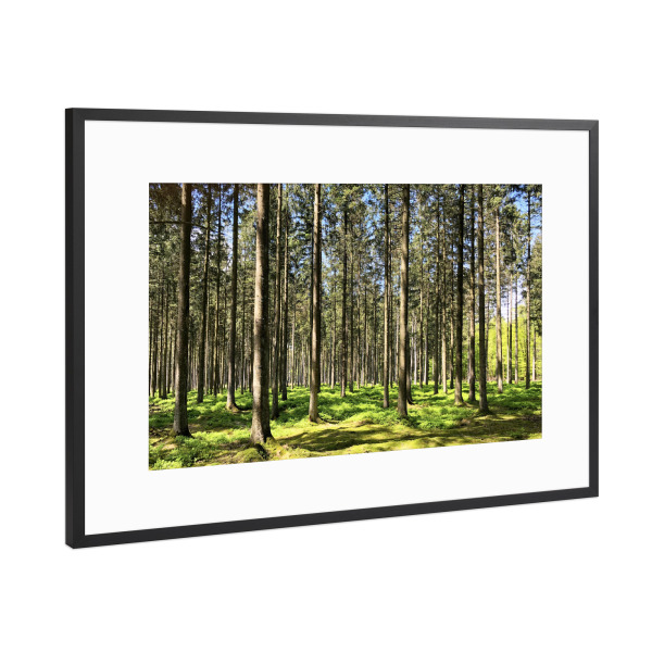 Poster mit Rahmen Schwarz (Metallic) "Fichtenwald" artboxONE - Natur,Reise,Floral,Reise / Länder