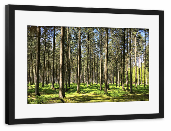Poster mit Rahmen schwarz "Fichtenwald" artboxONE - Natur,Reise,Floral,Reise / Länder