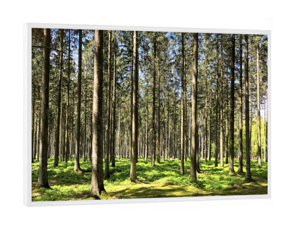 Poster mit weißem Rahmen "Fichtenwald" artboxONE - Natur,Reise,Floral,Reise / Länder