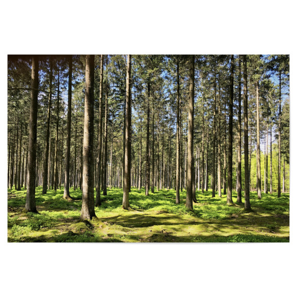 Poster 30x20 cm "Fichtenwald" artboxONE - Natur,Reise,Floral,Reise / Länder