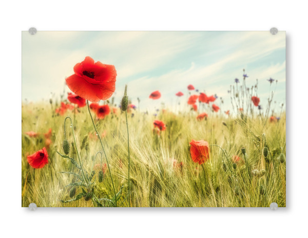 Acrylglasbild "Sommer auf dem Land" artboxONE - Natur,Reise,Floral