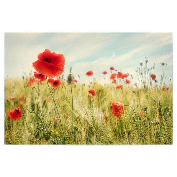 Poster "Sommer auf dem Land" artboxONE - Natur,Reise,Floral