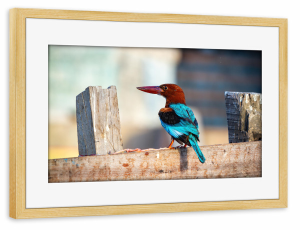 Poster mit Rahmen kiefer "Indischer Kingfisher" artboxONE - Tiere - Indien,Kingfisher,Vogel,Wildlife,Braunliest