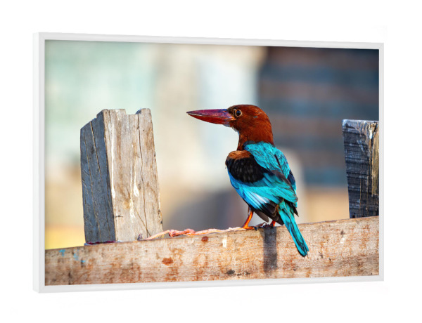 Poster mit weißem Rahmen "Indischer Kingfisher" artboxONE - Tiere - Indien,Kingfisher,Vogel,Wildlife,Braunliest