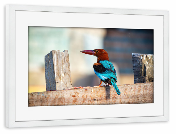 Poster mit Rahmen weiß "Indischer Kingfisher" artboxONE - Tiere - Indien,Kingfisher,Vogel,Wildlife,Braunliest