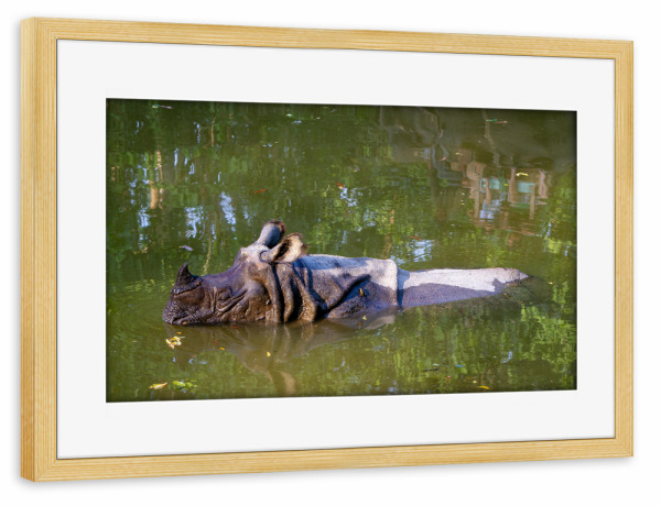 Poster mit Rahmen kiefer "Das indische Panzernashorn" artboxONE - Tiere,Reise / Asien - Panzernashorn,Nashorn,Indien,Nepal,Wildlife