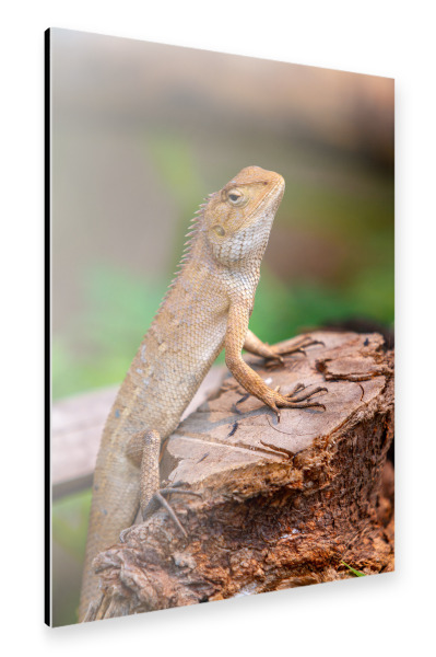 Alu-Dibond "Eine Agame aus Indien" 30x20 cm artboxONE