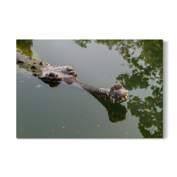 Galerie-Print "Gangesgavial in Indien" 30x20 cm artboxONE