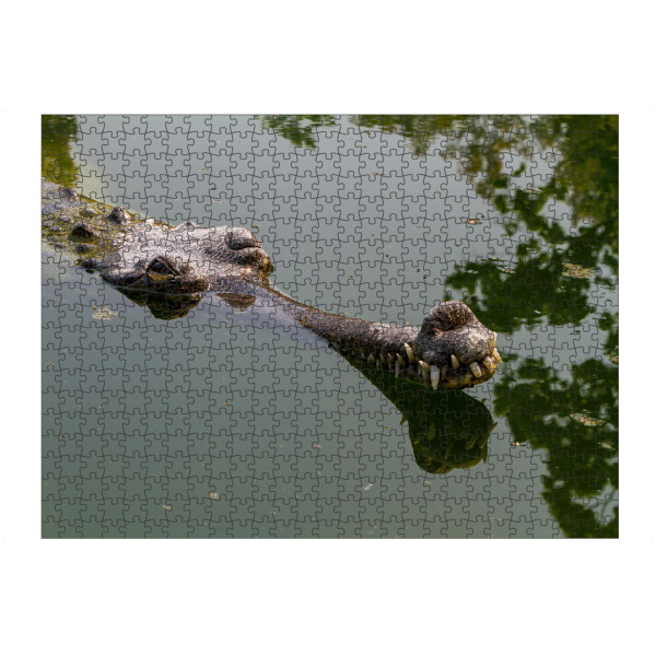 Puzzle Ravensburger "Gangesgavial in Indien" artboxONE - Tiere - Krokodil,Alligator,Gangesgavial,Gavial,Indien,Ganges,Reptil,Zähne,Gebiss,Kiefer