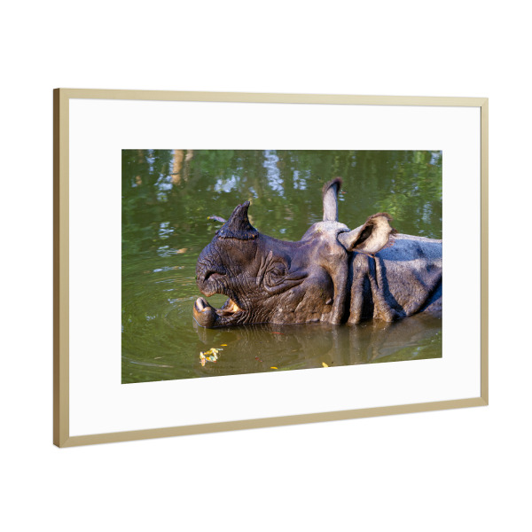 Poster mit Rahmen Gold "Indisches Panzernashorn" artboxONE - Tiere,Reise / Asien - Panzernashorn,Nashorn,Indien,Nepal,Wildlife