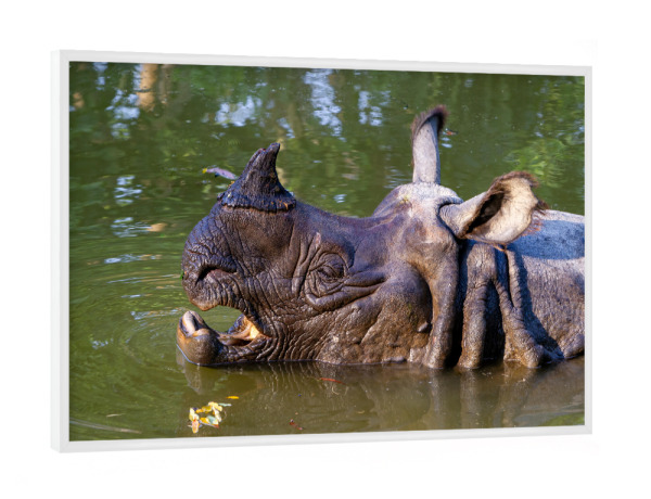 Poster mit weißem Rahmen "Indisches Panzernashorn" artboxONE - Tiere,Reise / Asien - Panzernashorn,Nashorn,Indien,Nepal,Wildlife