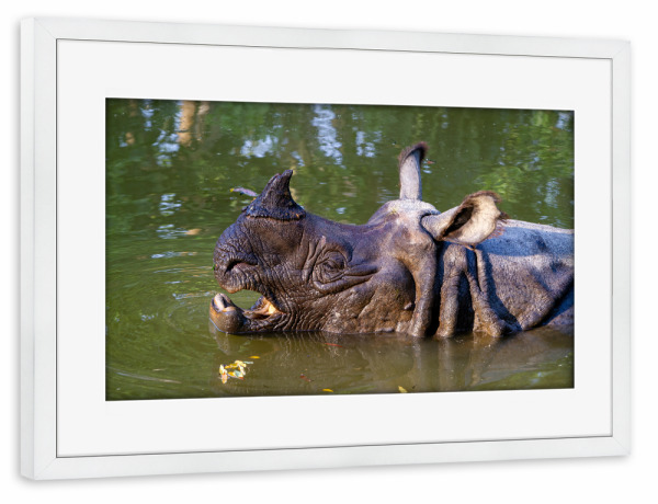 Poster mit Rahmen weiß "Indisches Panzernashorn" artboxONE - Tiere,Reise / Asien - Panzernashorn,Nashorn,Indien,Nepal,Wildlife