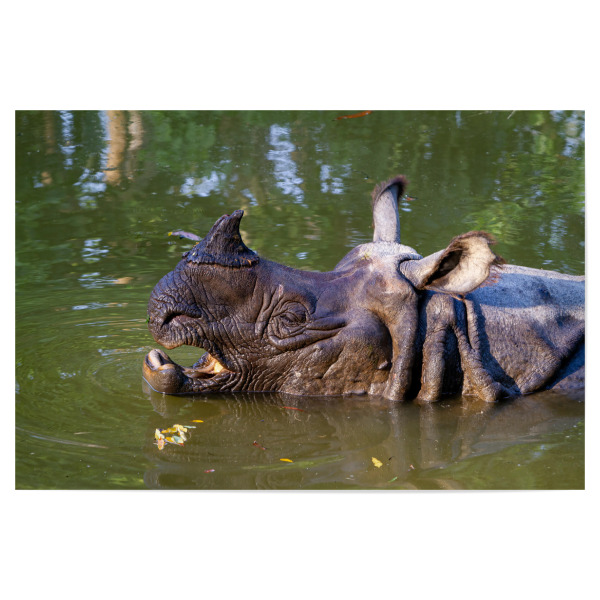 Poster "Indisches Panzernashorn" artboxONE - Tiere,Reise / Asien - Panzernashorn,Nashorn,Indien,Nepal,Wildlife