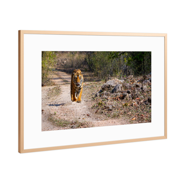 Poster mit Rahmen Kupfer "Der Indischer Tiger in der Wildnis" artboxONE - Natur,Tiere,Reise / Asien