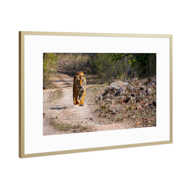 Poster mit Rahmen Gold "Der Indischer Tiger in der Wildnis" artboxONE - Natur,Tiere,Reise / Asien