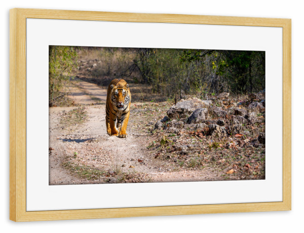 Poster mit Rahmen kiefer "Der Indischer Tiger in der Wildnis" artboxONE - Natur,Tiere,Reise / Asien