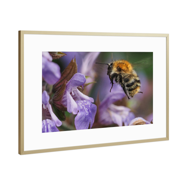 Poster mit Rahmen Gold "Hummel am Salbei" artboxONE - Natur,Tiere
