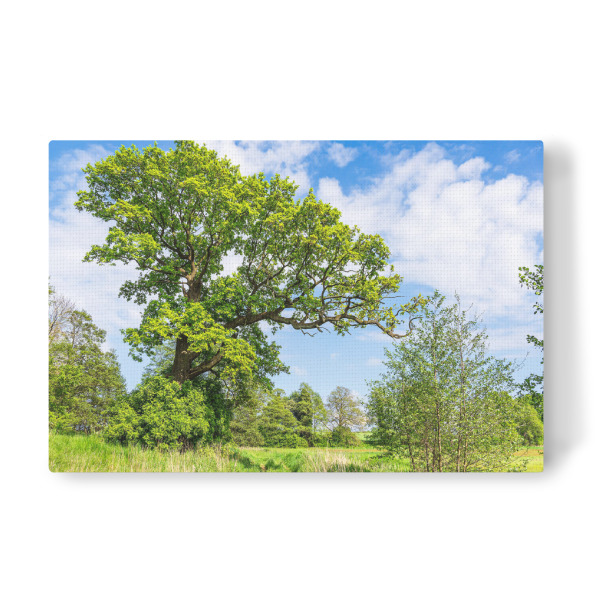 Leinwandbild "Landschaft nahe Mellenthin" artboxONE - Natur,Reise