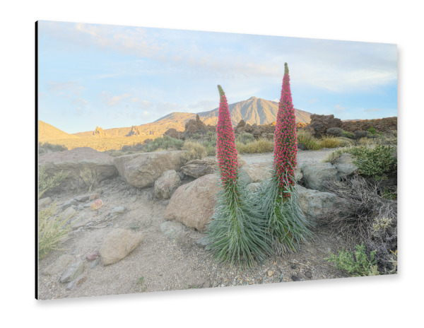Alu-Dibond "Teneriffa blühende Natternköpfe" 30x20 cm artboxONE
