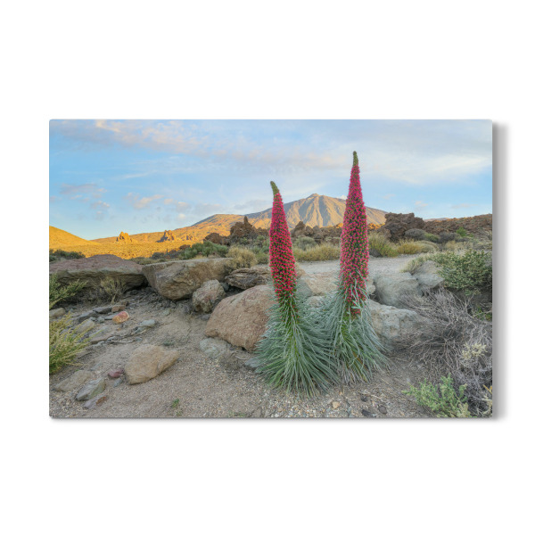 Galerie-Print "Teneriffa blühende Natternköpfe" 30x20 cm artboxONE