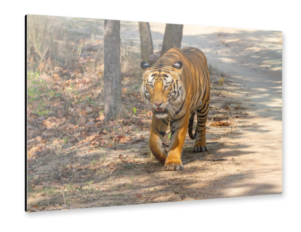 Alu-Dibond "Der Königstiger" 30x20 cm artboxONE