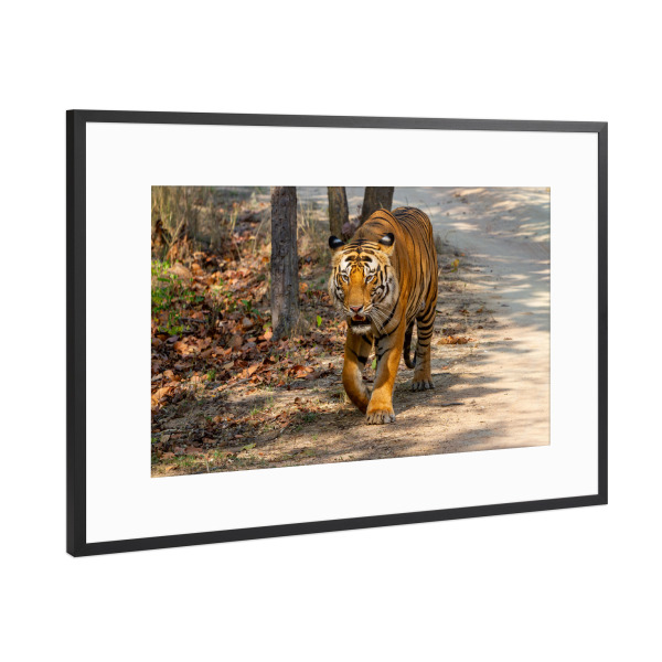 Poster mit Rahmen Schwarz (Metallic) "Der Königstiger" artboxONE - Tiere,Reise / Asien