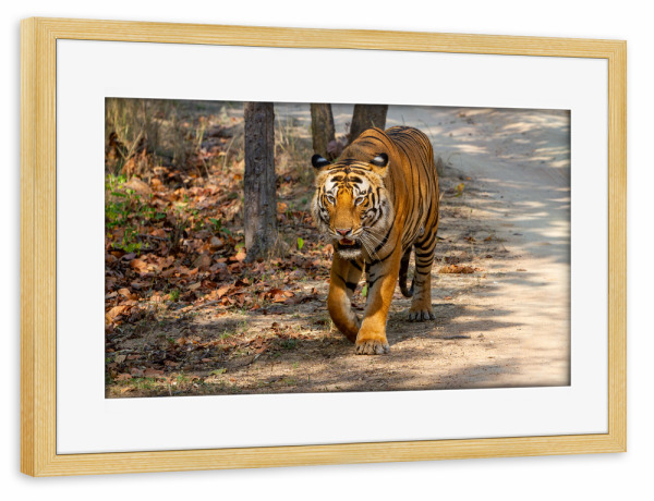 Poster mit Rahmen kiefer "Der Königstiger" artboxONE - Tiere,Reise / Asien - Tiger,Indien,Raubkatze,Großkatze,Königstiger,Bengal tiger,Indischer tiger