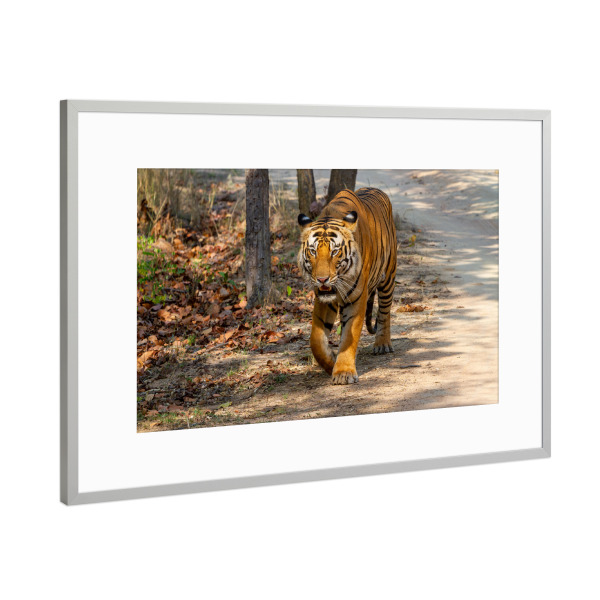 Poster mit Rahmen Silber "Der Königstiger" artboxONE - Tiere,Reise / Asien - Tiger,Indien,Raubkatze,Großkatze,Königstiger,Bengal tiger,Indischer tiger