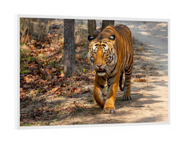Poster mit weißem Rahmen "Der Königstiger" artboxONE - Tiere,Reise / Asien