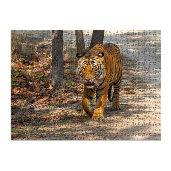 artboxONE Puzzle "Der Königstiger" artboxONE - Tiere,Reise / Asien - Tiger,Indien,Raubkatze,Großkatze,Königstiger,Bengal tiger,Indischer tiger