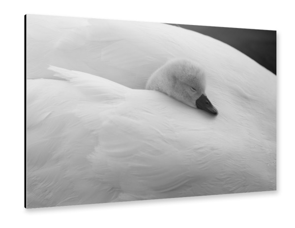 Alu-Dibond "Geborgenheit & Liebe" 30x20 cm artboxONE