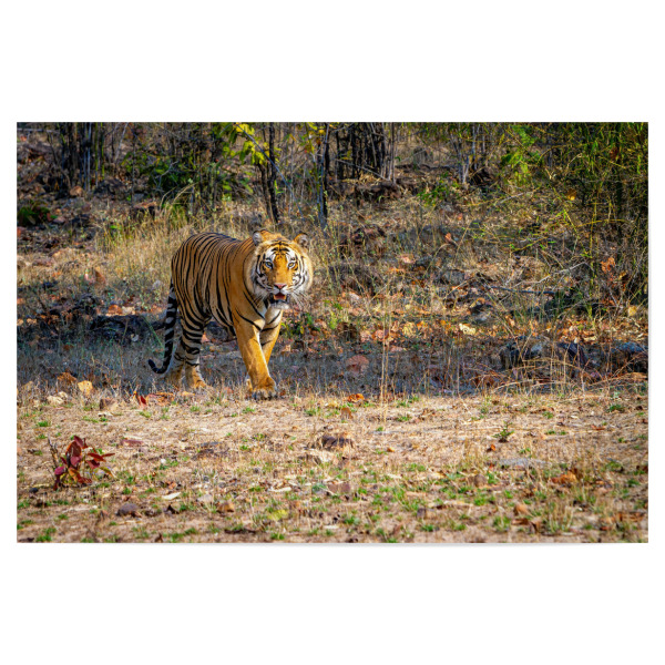Poster 30x20 cm "Indischer Tiger in der Wildnis" artboxONE - Tiere,Reise / Asien