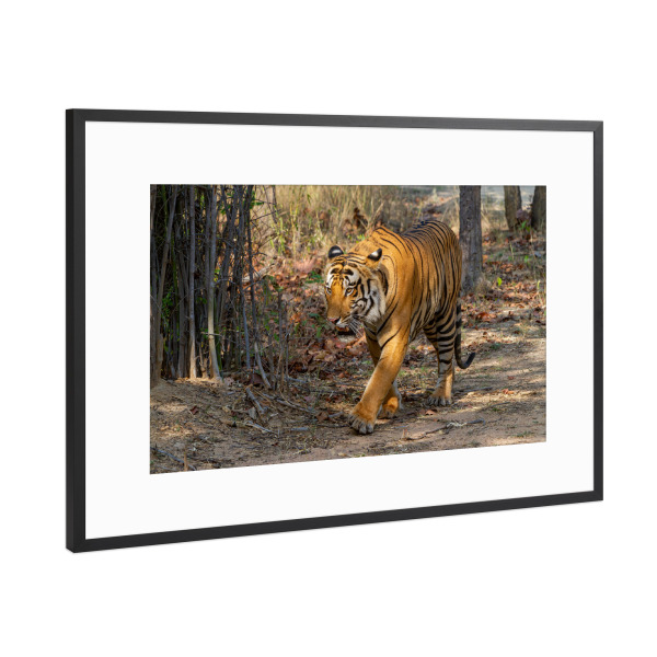 Poster mit Rahmen Schwarz (Metallic) "Der Indische Tiger" artboxONE - Tiere,Reise / Asien