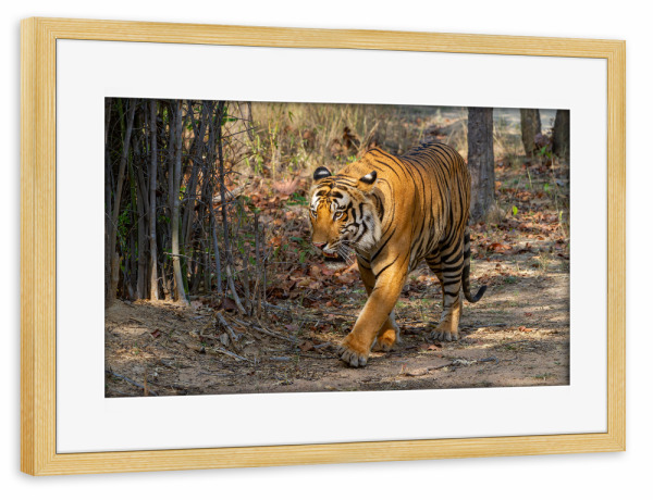 Poster mit Rahmen kiefer "Der Indische Tiger" artboxONE - Tiere,Reise / Asien