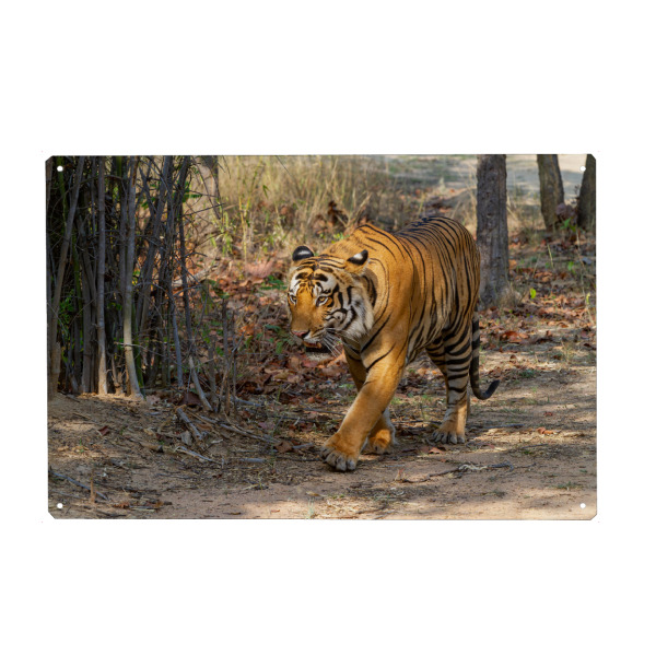 Metall Poster "Der Indische Tiger" artboxONE - Tiere,Reise / Asien - Tiger,Indien,Raubkatze,Großkatze,Königstiger,Bengal tiger,Indischer tiger
